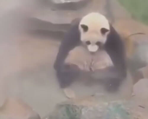 горячая ванна для панды