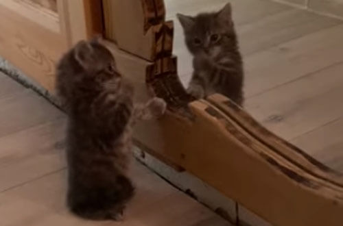 котёнок умывается перед зеркалом