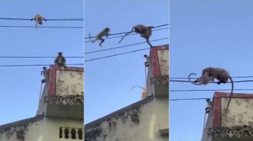 обезьяна спасла отпрыска