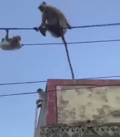 обезьяна спасла отпрыска
