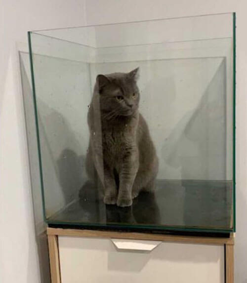 любопытный кот в аквариуме