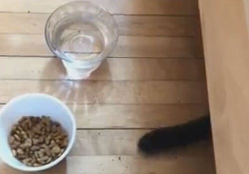 кошка украла кусочек корма
