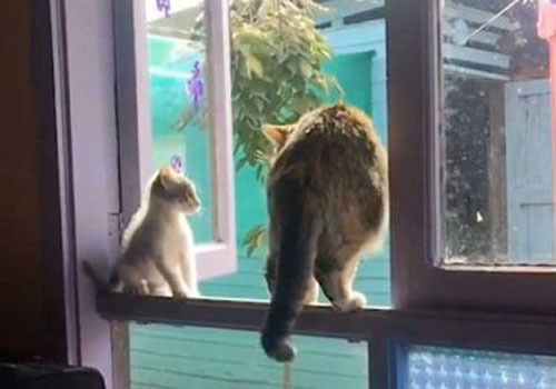 кошка выкинула котёнка из окна