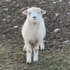овцу снимают на видео