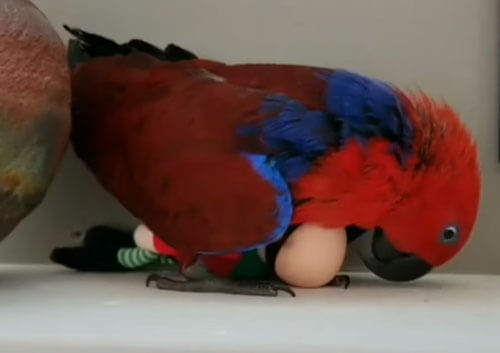 попугай с ненастоящим яйцом