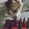 кошка играет в шахматы