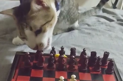 кошка играет в шахматы