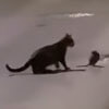 кошка против крысы-ниндзя