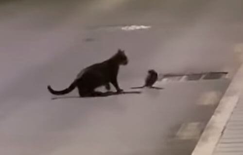 кошка против крысы-ниндзя