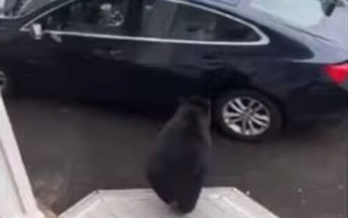 медведь влез в автомобиль
