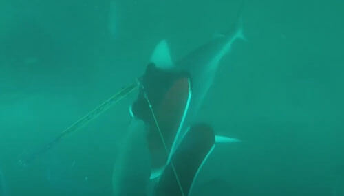 акула украла ласту дайвера