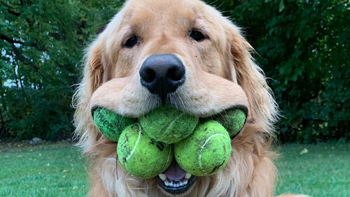 пёс любит теннисные мячики