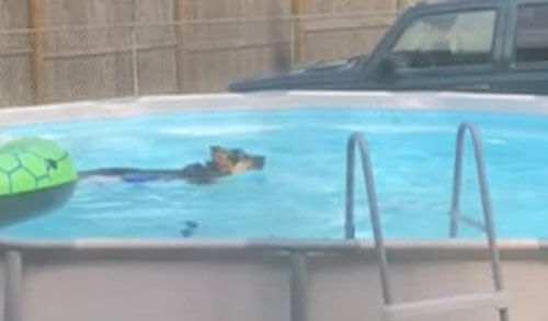 пёс лезет по лестнице в бассейн