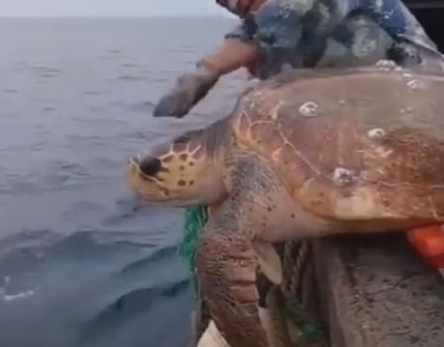рыбаки выпустили черепаху в море