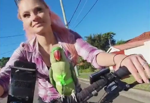 попугай с хозяйкой на велосипеде