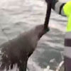 хитрый тюлень на рыбалке