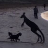 кенгуру устроил хаос на пляже