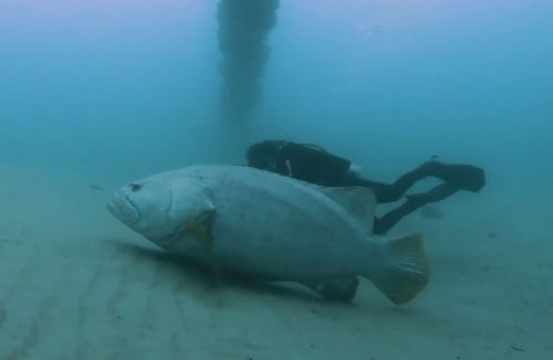 удивительная рыба-переросток