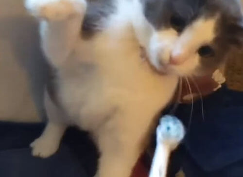 кошка враждует с зубной щёткой