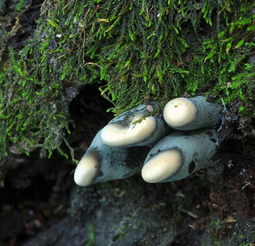 грибы похожи на пальцы мертвеца