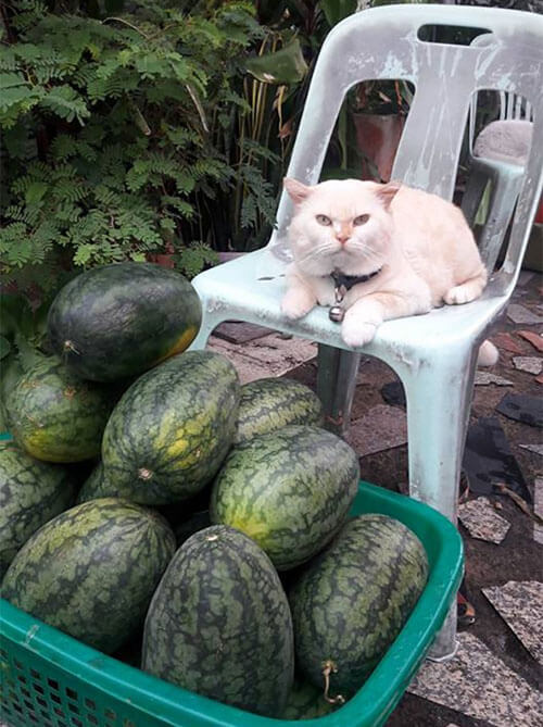 сварливый кот на арбузной ферме