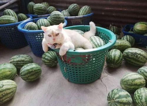 сварливый кот на арбузной ферме