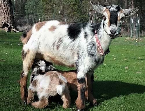 тест на отцовство для коз