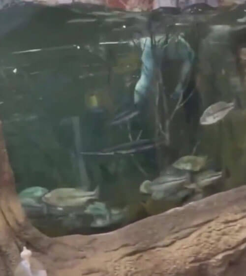 чудак искупался в аквариуме
