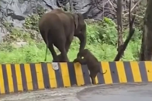 мама-слониха помогла слонёнку