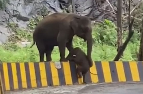 мама-слониха помогла слонёнку