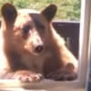 медведь лезет через окно