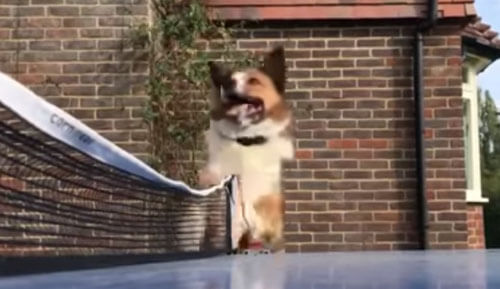 собака следит за игрой в пинг-понг