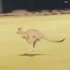 футбольный матч с кенгуру