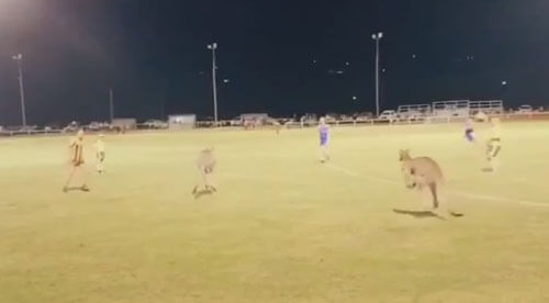 футбольный матч с кенгуру