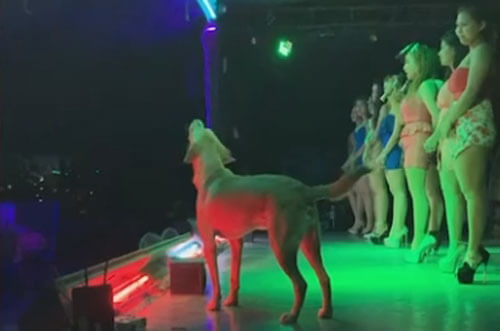 пёс выступает в ночном клубе