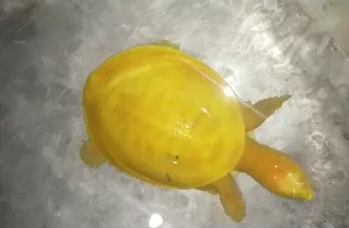 редкая жёлтая черепаха