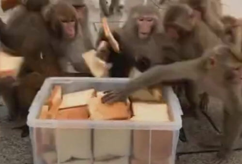 обезьян угостили хлебом