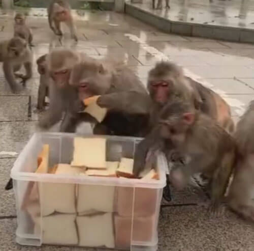 обезьян угостили хлебом
