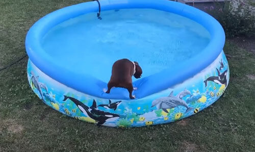 нерешительный пёс у бассейна