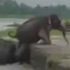 слонёнок влез на берег реки