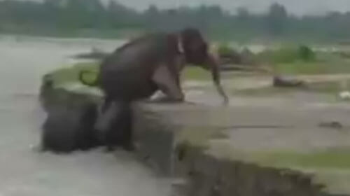 слонёнок влез на берег реки