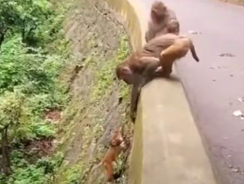 обезьяна помогла своему детёнышу