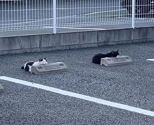кошки на парковочных барьерах
