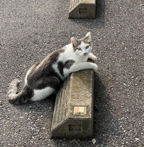 кошки на парковочных барьерах