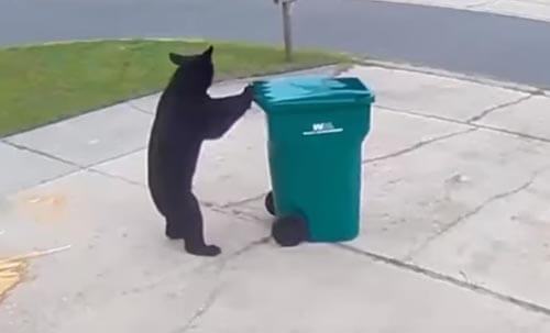 медведь опрокинул мусорный бак