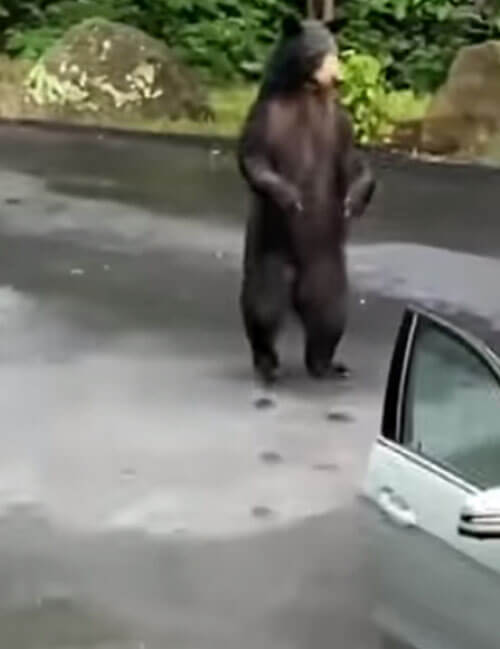 медведь открыл дверь машины