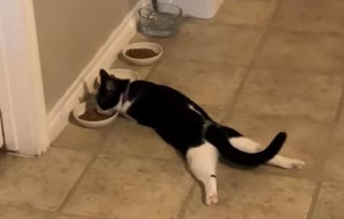 кошка обедает в странной позе