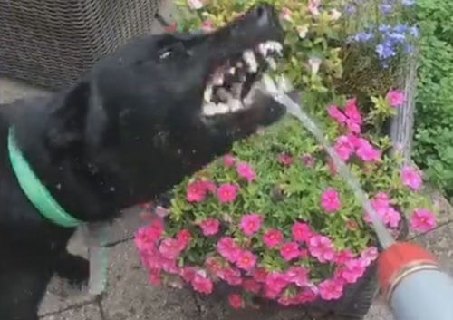 жадная собака пьёт воду