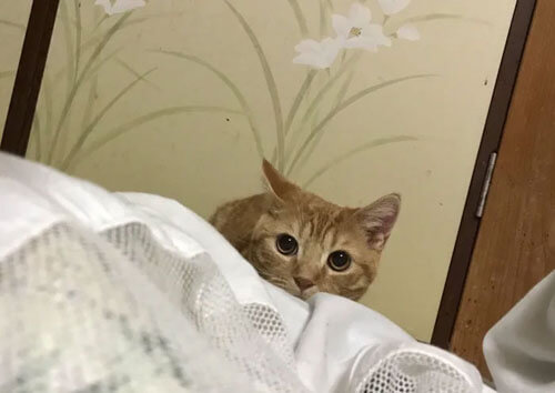 японская гостиница с кошками