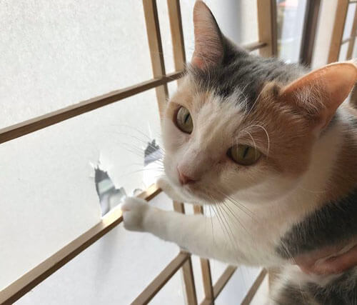 японская гостиница с кошками